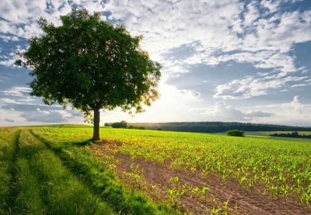 Beautiful View - nature, sky, view, clouds, blue, beautiful, tree