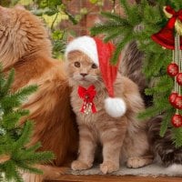 cute Christmas kitty