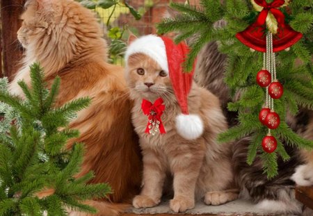 cute Christmas kitty - kitty, cute, christmas