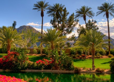 RED FLOWERS - palm trees, flowers, reflection, red