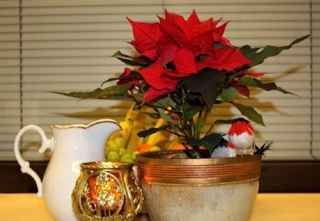 Poinsettia - in the pot, nature, flowers, poinsettia