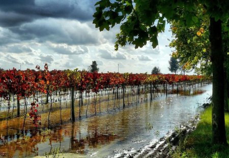 vineyards after a rain storm in hungary - vineyards, storm clouds, tree, rain