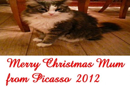 Merry Christmas from Picasso - merry, 2012, cat, christmas