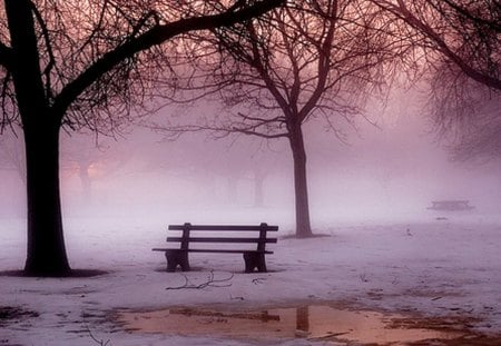 'Foggy Atmosphere' - pretty, attractions in dreams, scenery, creative pre-made, dry trees, snow, frosty, bench, winter holidays, trees, winter, beautiful, photography, colors, lovely, xmas and new year, frozen, white trees, weather, love four seasons