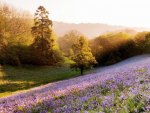 lavenders on a sunny hill