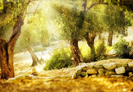 sun rays through a forest - cactus, trees, sun rays, rocks