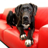 Great dane on a red sofa