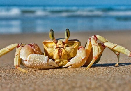 Eyed crab - crab, oceans, sand, eyed