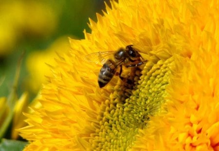 A bee collecting pollen - collecting, abee, flower, pollen