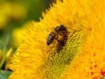 A bee collecting pollen