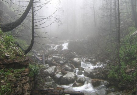 Foggy morning in a wood - foggy, morning, forest, wood