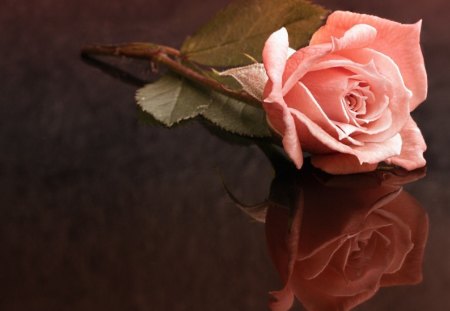 *** Delicate pink rose *** - flower, rose, pink, flowers, nature