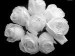 The White Roses