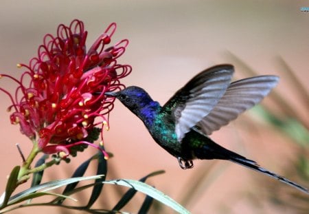 The Busy Hummingbird - nature, hummingbird, beautiful, animal, colorful, flower