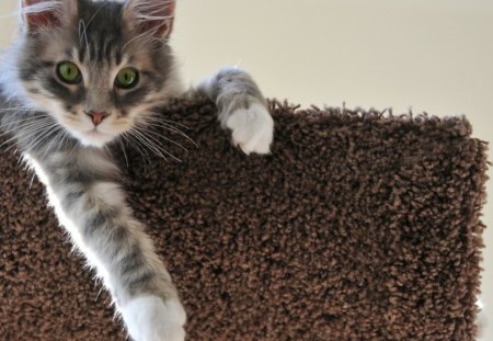Cat - paws, face, pretty, cute, animals, beauty, beautiful, sweet, cat, kitty, cats, kitten, hat, lovely, cat face