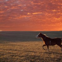 galloping into the sunset