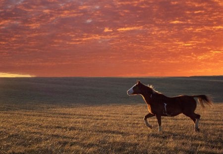 galloping into the sunset - into, sunset, galloping, sun