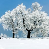 frozen trees