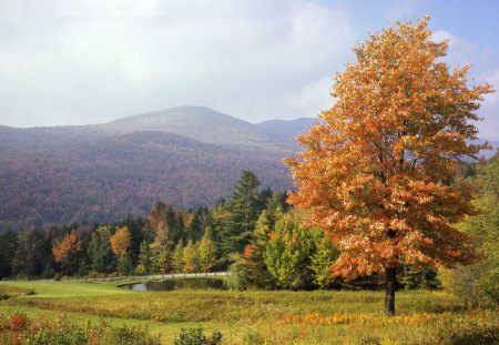 Mount Mansfield, Vermont - vermont, mount, mansfield, tree