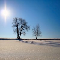 trees in the field