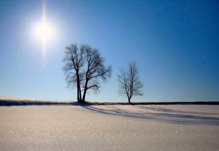 trees in the field - sky, field, trees, sun