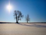 trees in the field