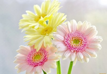 Lovely gerberas - delicate, pretty, pink, soft, beautiful, flowers, tender, bouquet, yellow, gerbera, fresh, freshness, nice, lovely