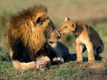 Lion and cub