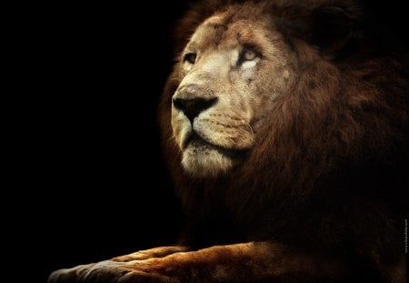 Lion - lion, king, nature, predator