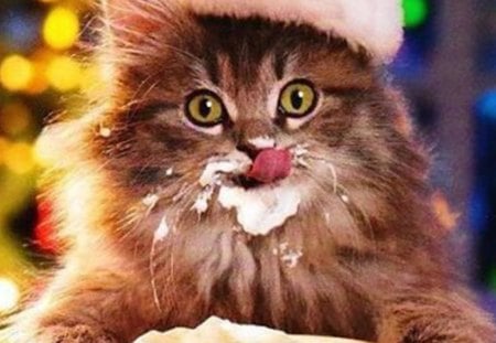 Christmas and kitten - christmas, fun, holidays, cat