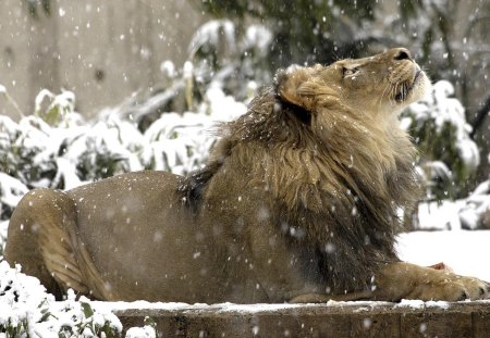 Lion - predator, lion, snow, beautiful, animal