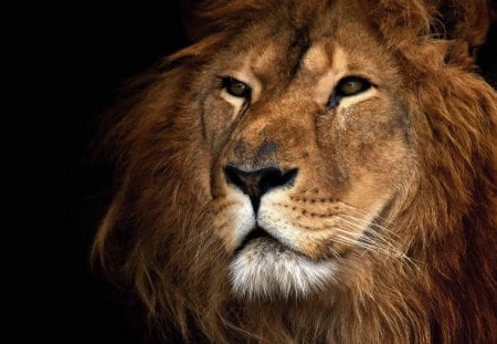 Lion - nature, predator, lion, beautiful, animal