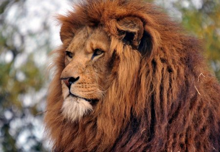 Lion - predator, lion, beautiful, animal, king