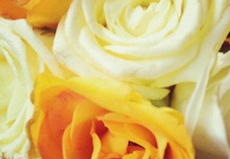 roses - white, orange, beautiful flowers, roses