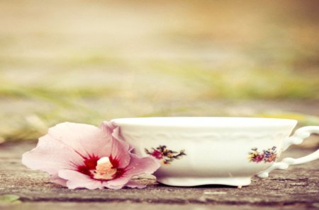 Morning Tea - special, flower, tea, morning, orchid, cup