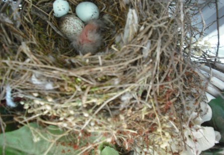 Nest - small, birds, nest, window