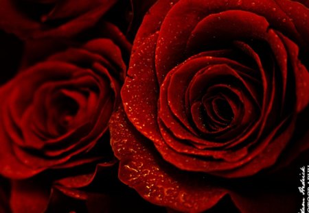 red roses - red, drops, roses, beauty, flowers