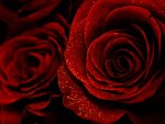 red roses