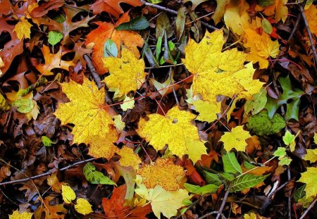 Autumn Leaves - colors, picture, leaves, autumn