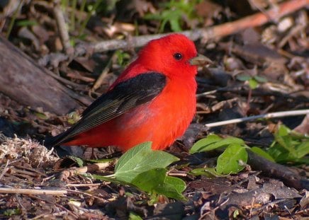 Red Bird - red, cute, bird, picture