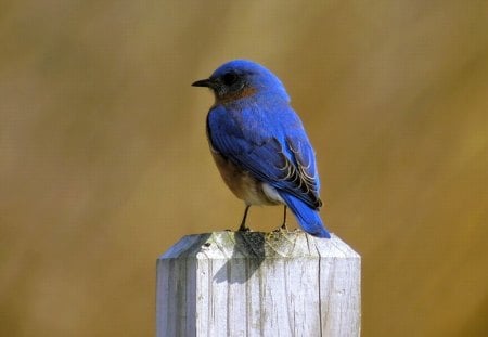 Blue Bird - cute, bird, picture, blue