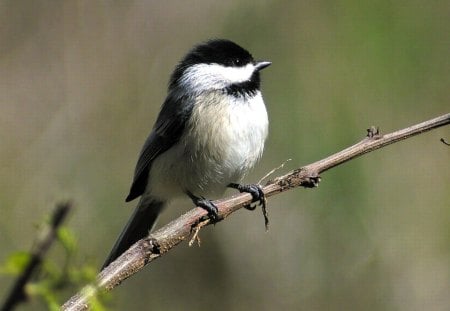 Cute Bird - bird, cute, picture, cool