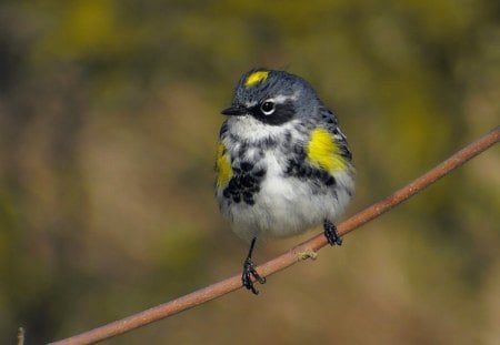 Little Bird - little, cute, bird, picture