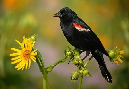 Black Bird - bird, black, picture, beautiful