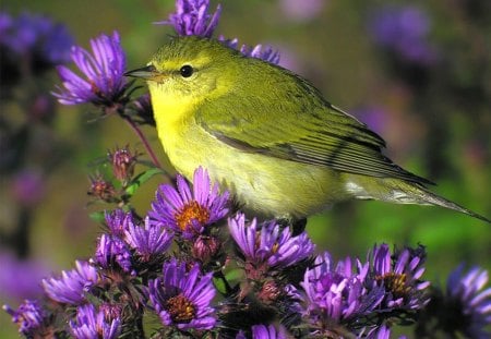 Bird in Flowers - flowers, beautiful, bird, picture