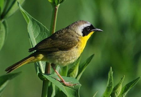 Bird in Green - bird, cute, picture, green