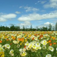 popppy field