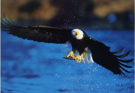 bald eagle - bird, eagle, bald, fly