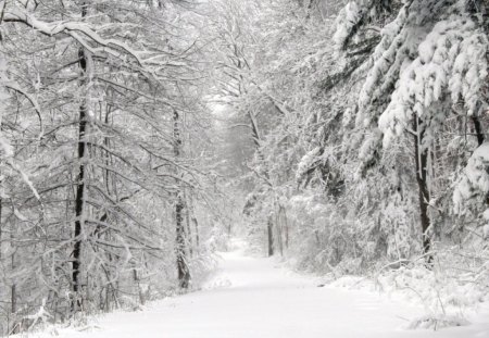 winter - snow, winter, forest, nature