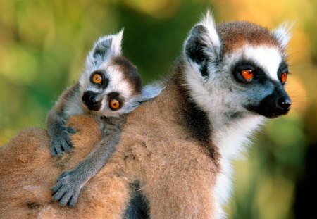 Lemur - rodent, animal, nature, cub, lemur